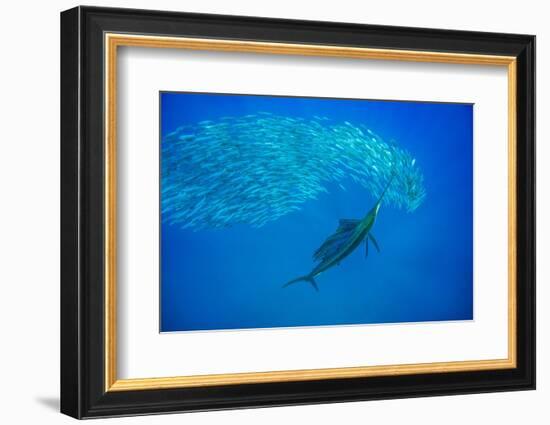 Atlantic sailfish attacking Spanish sardines, Gulf of Mexico-David Hall-Framed Photographic Print