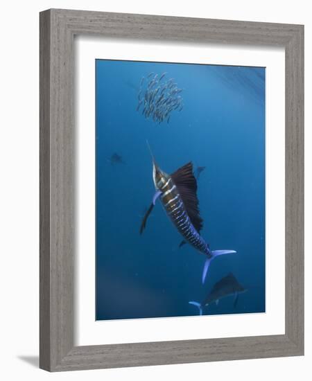 Atlantic Sailfish (Istiophorus Albicans) Attacking School of Sardine (Sardinella Aurita) Bait Ball-Claudio Contreras-Framed Photographic Print