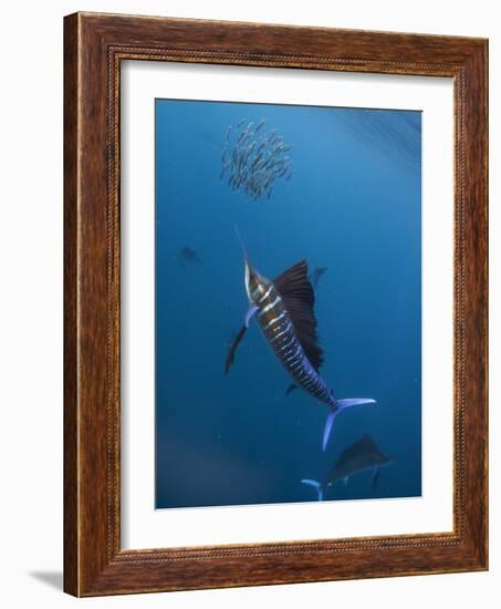 Atlantic Sailfish (Istiophorus Albicans) Attacking School of Sardine (Sardinella Aurita) Bait Ball-Claudio Contreras-Framed Photographic Print