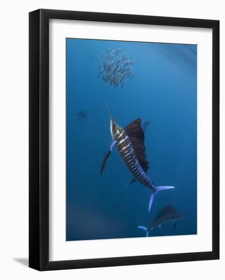 Atlantic Sailfish (Istiophorus Albicans) Attacking School of Sardine (Sardinella Aurita) Bait Ball-Claudio Contreras-Framed Photographic Print