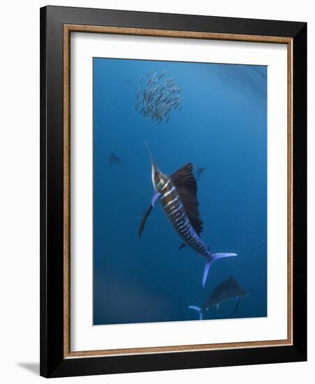 Atlantic Sailfish (Istiophorus Albicans) Attacking School of Sardine (Sardinella Aurita) Bait Ball-Claudio Contreras-Framed Photographic Print