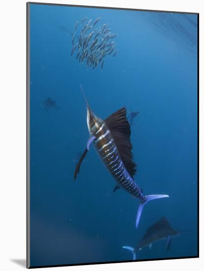 Atlantic Sailfish (Istiophorus Albicans) Attacking School of Sardine (Sardinella Aurita) Bait Ball-Claudio Contreras-Mounted Photographic Print