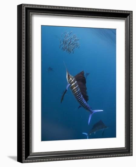 Atlantic Sailfish (Istiophorus Albicans) Attacking School of Sardine (Sardinella Aurita) Bait Ball-Claudio Contreras-Framed Photographic Print