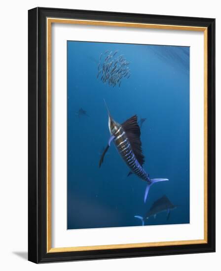 Atlantic Sailfish (Istiophorus Albicans) Attacking School of Sardine (Sardinella Aurita) Bait Ball-Claudio Contreras-Framed Photographic Print