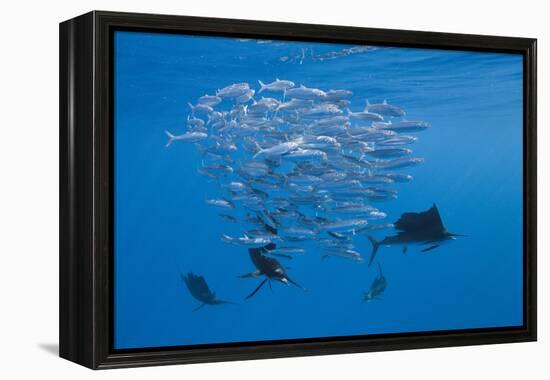 Atlantic Sailfish (Istiophorus Albicans) Hunting Sardines, Isla Mujeres, Yucatan Peninsula, Caribbe-Reinhard Dirscherl-Framed Premier Image Canvas