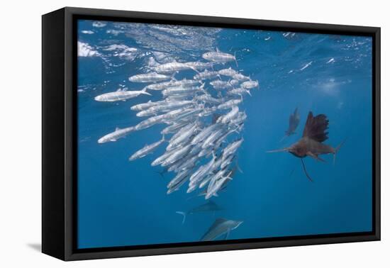 Atlantic Sailfish (Istiophorus Albicans) Hunting Sardines, Isla Mujeres, Yucatan Peninsula, Caribbe-Reinhard Dirscherl-Framed Premier Image Canvas