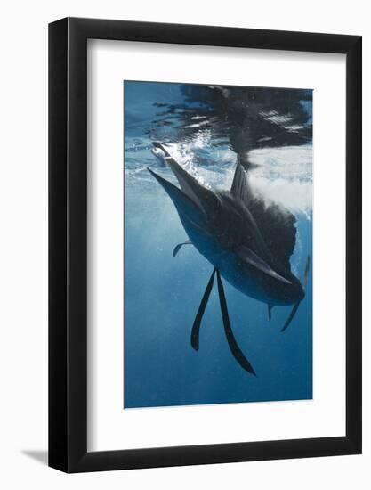 Atlantic Sailfish (Istiophorus Albicans) Hunting Sardines, Isla Mujeres, Yucatan Peninsula, Caribbe-Reinhard Dirscherl-Framed Photographic Print