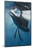 Atlantic Sailfish (Istiophorus Albicans) Hunting Sardines, Isla Mujeres, Yucatan Peninsula, Caribbe-Reinhard Dirscherl-Mounted Photographic Print