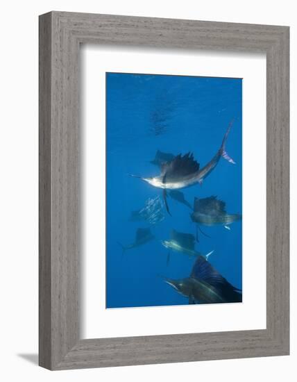 Atlantic Sailfish (Istiophorus Albicans) Hunting Sardines, Isla Mujeres, Yucatan Peninsula, Caribbe-Reinhard Dirscherl-Framed Photographic Print