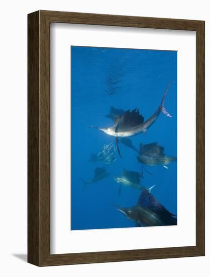 Atlantic Sailfish (Istiophorus Albicans) Hunting Sardines, Isla Mujeres, Yucatan Peninsula, Caribbe-Reinhard Dirscherl-Framed Photographic Print