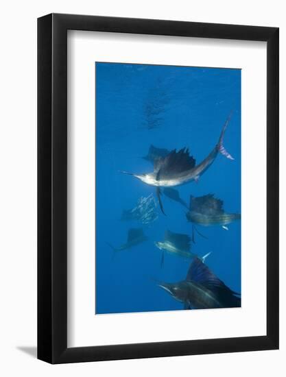 Atlantic Sailfish (Istiophorus Albicans) Hunting Sardines, Isla Mujeres, Yucatan Peninsula, Caribbe-Reinhard Dirscherl-Framed Photographic Print