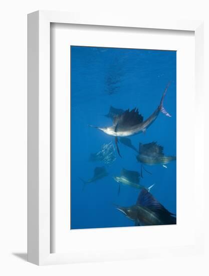 Atlantic Sailfish (Istiophorus Albicans) Hunting Sardines, Isla Mujeres, Yucatan Peninsula, Caribbe-Reinhard Dirscherl-Framed Photographic Print