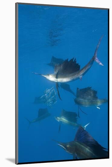 Atlantic Sailfish (Istiophorus Albicans) Hunting Sardines, Isla Mujeres, Yucatan Peninsula, Caribbe-Reinhard Dirscherl-Mounted Photographic Print