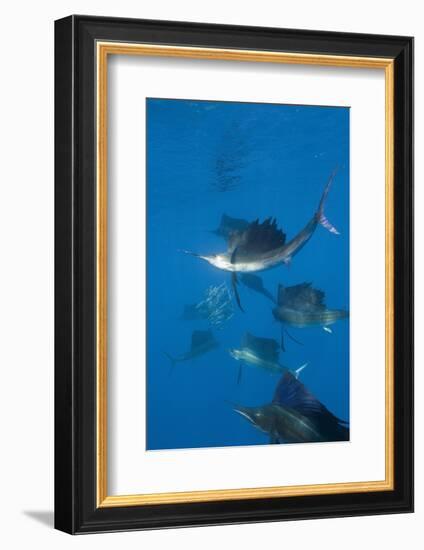 Atlantic Sailfish (Istiophorus Albicans) Hunting Sardines, Isla Mujeres, Yucatan Peninsula, Caribbe-Reinhard Dirscherl-Framed Photographic Print