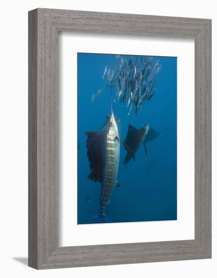 Atlantic Sailfish (Istiophorus Albicans) Hunting Sardines, Isla Mujeres, Yucatan Peninsula, Caribbe-Reinhard Dirscherl-Framed Photographic Print