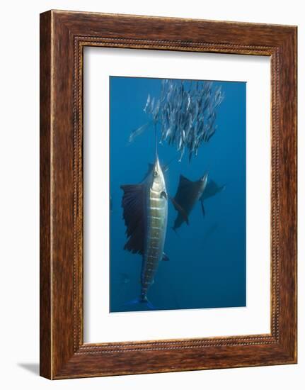 Atlantic Sailfish (Istiophorus Albicans) Hunting Sardines, Isla Mujeres, Yucatan Peninsula, Caribbe-Reinhard Dirscherl-Framed Photographic Print