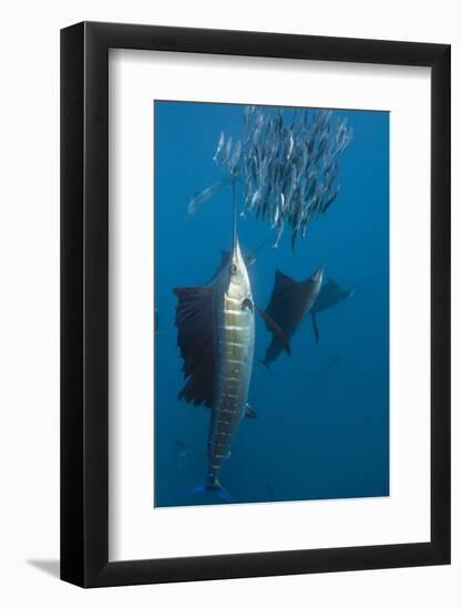 Atlantic Sailfish (Istiophorus Albicans) Hunting Sardines, Isla Mujeres, Yucatan Peninsula, Caribbe-Reinhard Dirscherl-Framed Photographic Print