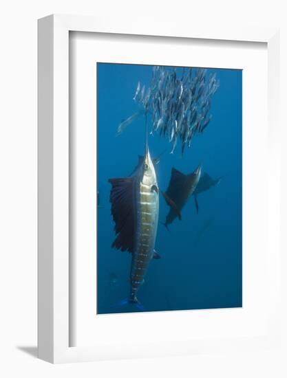 Atlantic Sailfish (Istiophorus Albicans) Hunting Sardines, Isla Mujeres, Yucatan Peninsula, Caribbe-Reinhard Dirscherl-Framed Photographic Print