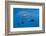 Atlantic Sailfish (Istiophorus Albicans) Hunting Sardines, Isla Mujeres, Yucatan Peninsula, Caribbe-Reinhard Dirscherl-Framed Photographic Print