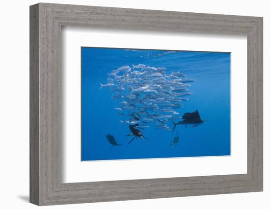 Atlantic Sailfish (Istiophorus Albicans) Hunting Sardines, Isla Mujeres, Yucatan Peninsula, Caribbe-Reinhard Dirscherl-Framed Photographic Print