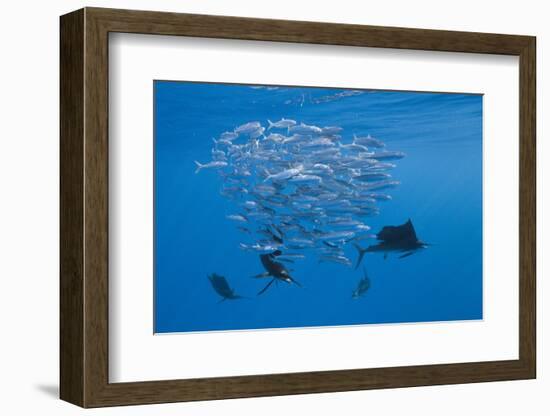 Atlantic Sailfish (Istiophorus Albicans) Hunting Sardines, Isla Mujeres, Yucatan Peninsula, Caribbe-Reinhard Dirscherl-Framed Photographic Print