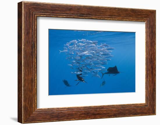 Atlantic Sailfish (Istiophorus Albicans) Hunting Sardines, Isla Mujeres, Yucatan Peninsula, Caribbe-Reinhard Dirscherl-Framed Photographic Print