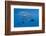 Atlantic Sailfish (Istiophorus Albicans) Hunting Sardines, Isla Mujeres, Yucatan Peninsula, Caribbe-Reinhard Dirscherl-Framed Photographic Print