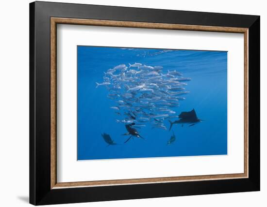 Atlantic Sailfish (Istiophorus Albicans) Hunting Sardines, Isla Mujeres, Yucatan Peninsula, Caribbe-Reinhard Dirscherl-Framed Photographic Print