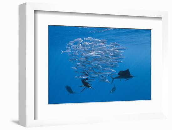 Atlantic Sailfish (Istiophorus Albicans) Hunting Sardines, Isla Mujeres, Yucatan Peninsula, Caribbe-Reinhard Dirscherl-Framed Photographic Print