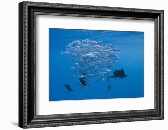 Atlantic Sailfish (Istiophorus Albicans) Hunting Sardines, Isla Mujeres, Yucatan Peninsula, Caribbe-Reinhard Dirscherl-Framed Photographic Print