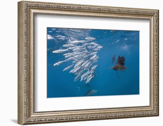 Atlantic Sailfish (Istiophorus Albicans) Hunting Sardines, Isla Mujeres, Yucatan Peninsula, Caribbe-Reinhard Dirscherl-Framed Photographic Print