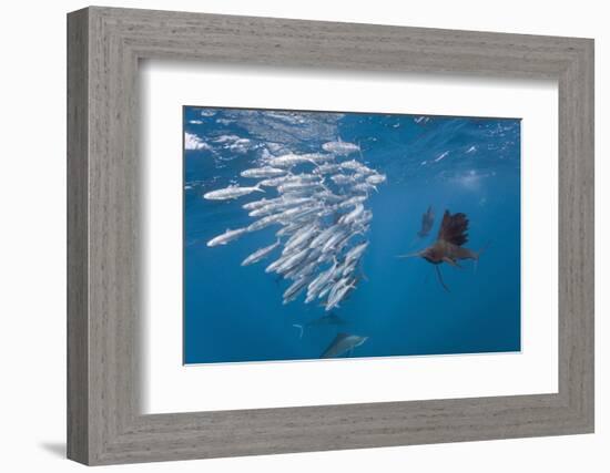 Atlantic Sailfish (Istiophorus Albicans) Hunting Sardines, Isla Mujeres, Yucatan Peninsula, Caribbe-Reinhard Dirscherl-Framed Photographic Print