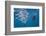 Atlantic Sailfish (Istiophorus Albicans) Hunting Sardines, Isla Mujeres, Yucatan Peninsula, Caribbe-Reinhard Dirscherl-Framed Photographic Print