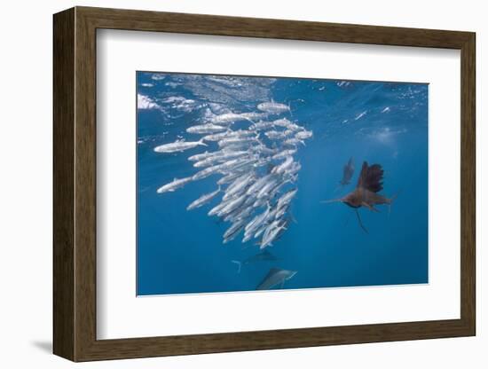 Atlantic Sailfish (Istiophorus Albicans) Hunting Sardines, Isla Mujeres, Yucatan Peninsula, Caribbe-Reinhard Dirscherl-Framed Photographic Print