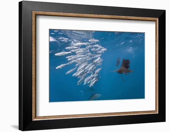 Atlantic Sailfish (Istiophorus Albicans) Hunting Sardines, Isla Mujeres, Yucatan Peninsula, Caribbe-Reinhard Dirscherl-Framed Photographic Print