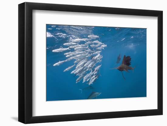 Atlantic Sailfish (Istiophorus Albicans) Hunting Sardines, Isla Mujeres, Yucatan Peninsula, Caribbe-Reinhard Dirscherl-Framed Photographic Print