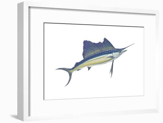Atlantic Sailfish (Istiophorus Platypterus), Fishes-Encyclopaedia Britannica-Framed Art Print