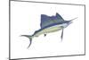 Atlantic Sailfish (Istiophorus Platypterus), Fishes-Encyclopaedia Britannica-Mounted Art Print