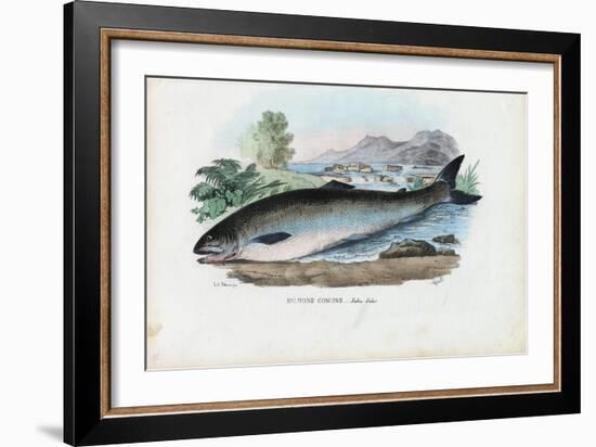 Atlantic Salmon, 1863-79-Raimundo Petraroja-Framed Giclee Print