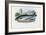 Atlantic Salmon, 1863-79-Raimundo Petraroja-Framed Giclee Print