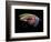 Atlantic Salmon Fly designs 'Graham's Fancy'-Darrell Gulin-Framed Photographic Print