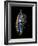 Atlantic Salmon Fly designs 'Jay Body'-Darrell Gulin-Framed Photographic Print