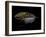 Atlantic Salmon Fly designs 'Silver Doctor'-Darrell Gulin-Framed Photographic Print