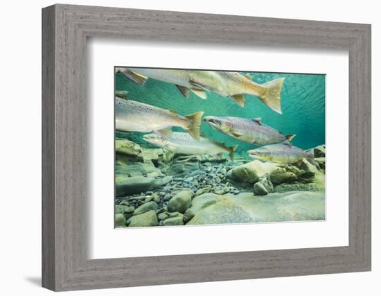 Atlantic salmon migrating for spawning in river, Gaspe Peninsula, Quebec, Canada-Nick Hawkins-Framed Photographic Print