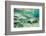 Atlantic salmon migrating for spawning in river, Gaspe Peninsula, Quebec, Canada-Nick Hawkins-Framed Photographic Print