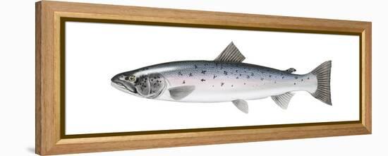 Atlantic Salmon (Salmo Salar), Fishes-Encyclopaedia Britannica-Framed Stretched Canvas