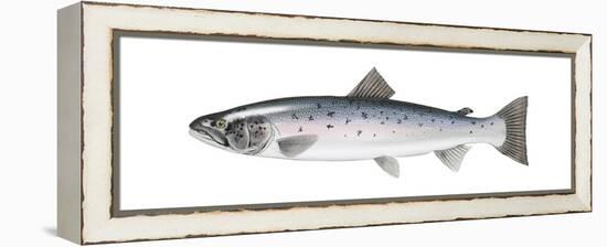 Atlantic Salmon (Salmo Salar), Fishes-Encyclopaedia Britannica-Framed Stretched Canvas