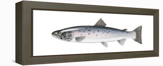 Atlantic Salmon (Salmo Salar), Fishes-Encyclopaedia Britannica-Framed Stretched Canvas