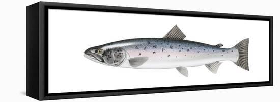 Atlantic Salmon (Salmo Salar), Fishes-Encyclopaedia Britannica-Framed Stretched Canvas