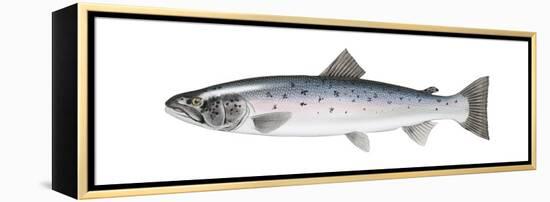 Atlantic Salmon (Salmo Salar), Fishes-Encyclopaedia Britannica-Framed Stretched Canvas